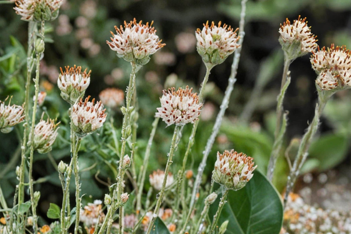 Prairie Pussytoes Seeds – Antennaria neglecta Herbaceous Perennial with White Flowers for Dry Gardens and Ground Cover