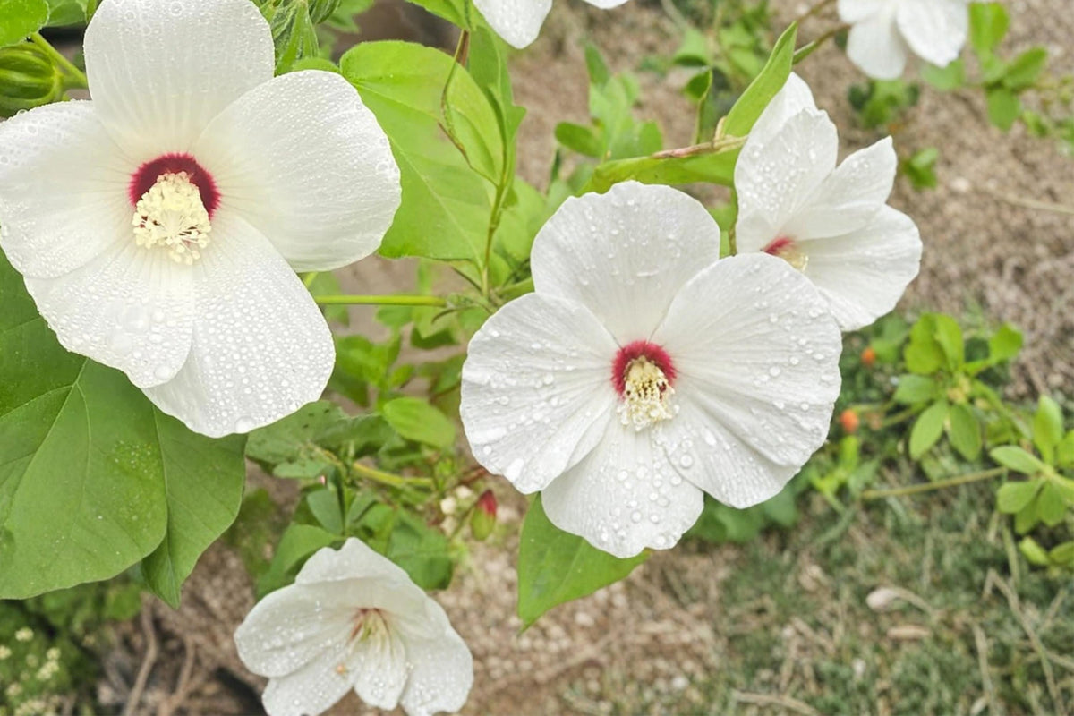 Hairy-fruited Hibiscus Seeds, Herbaceous Perennial, Hibiscus lasiocarpos, Pale Pink to White Flowers, Wetland & Pond Edge Plant