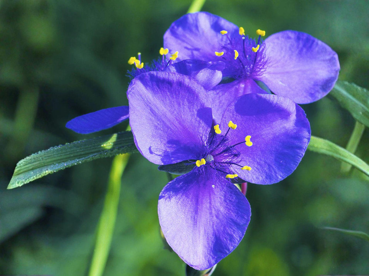 Tradescantia ohiensis Seeds – Ohio Spiderwort Native Perennial Flower for Pollinator Gardens, Blue Violet, Heirloom, Non-GMO, 25 Seeds