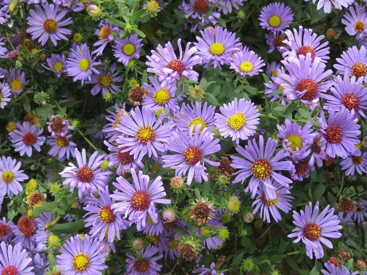 Symphyotrichum firmum Shining Aster Purple Flower Seeds – Native Perennial Pollinator Garden, Heirloom, Non-GMO, 100 Seeds