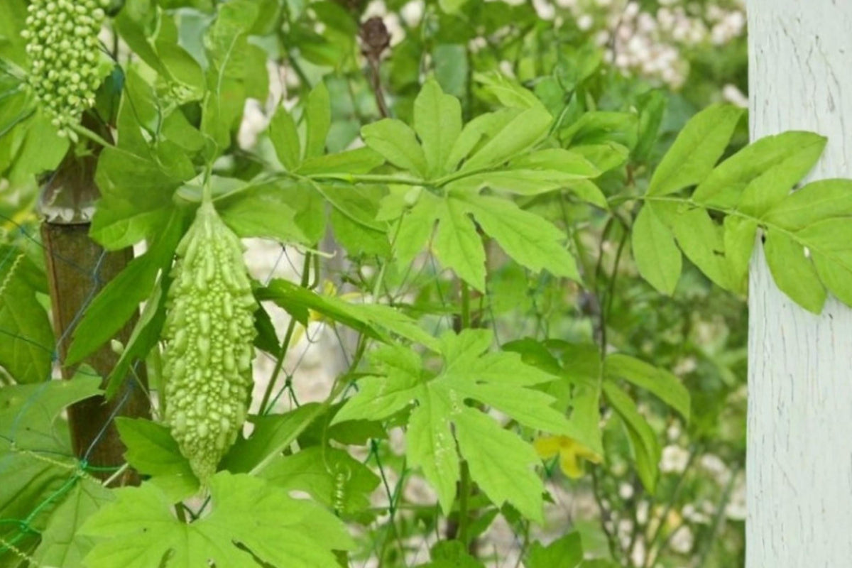 Bitter Gourd Seeds – Momordica charantia Herbaceous Climbing Vine for Garden Trellises and Fences, Edible Green Fruits, 5 Seeds