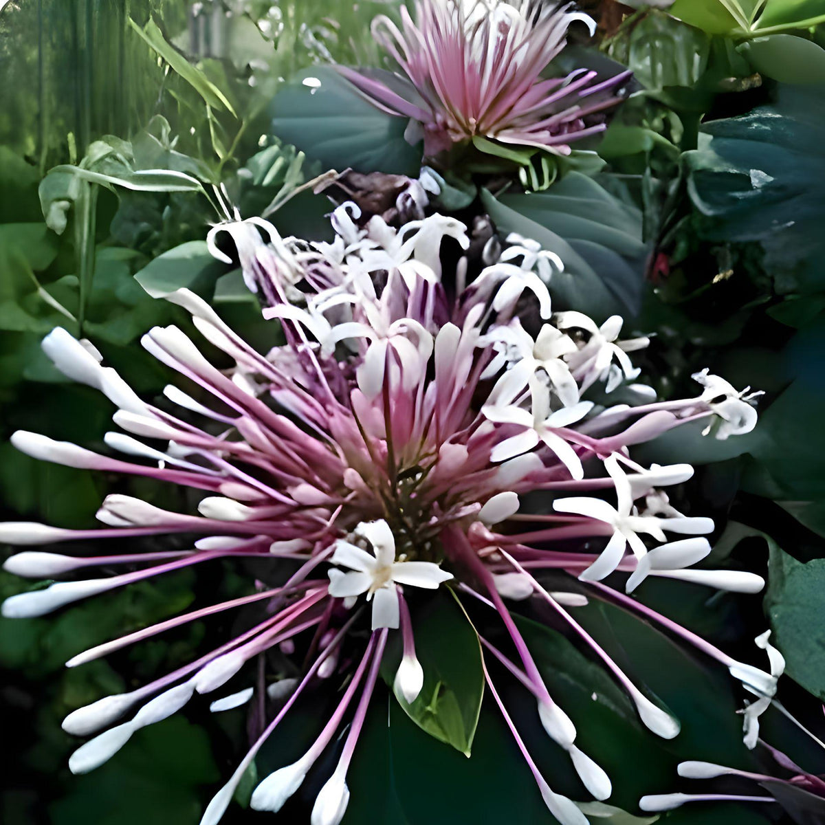 Shooting Star Plant Cuttings – Clerodendrum Quadriloculare, Tropical Shrub, Starburst Flowering Plant, Live Ornamental Tropical Plant