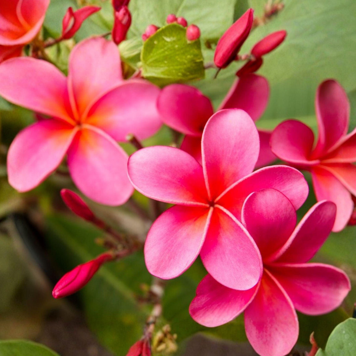 Pink Plumeria Cutting - Frangipani Starter Plant for Tropical Gardens, Live Propagation, Pink Fragrant Flowers, 10 Inch