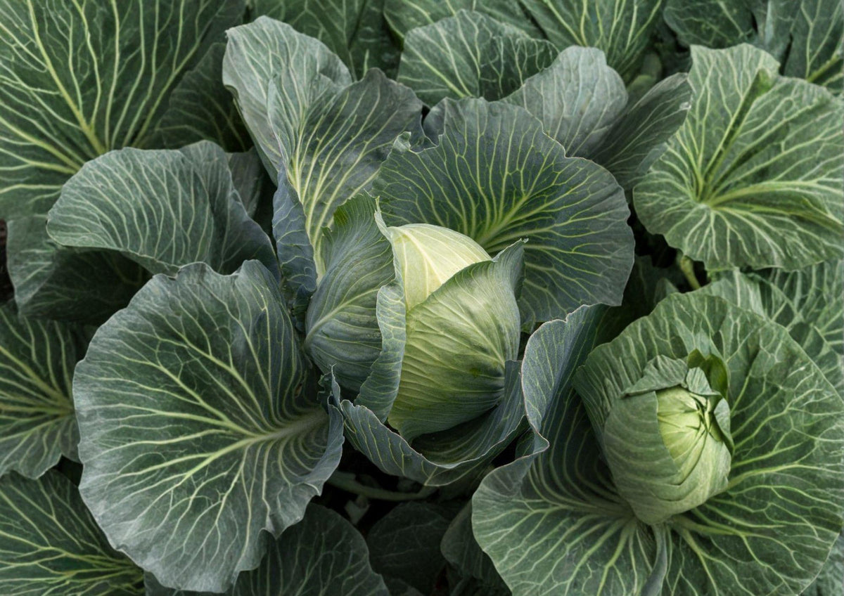 Early Round Dutch Cabbage Seeds – Heirloom Non-GMO, Round Head, Crisp Leaves, Brassica oleracea