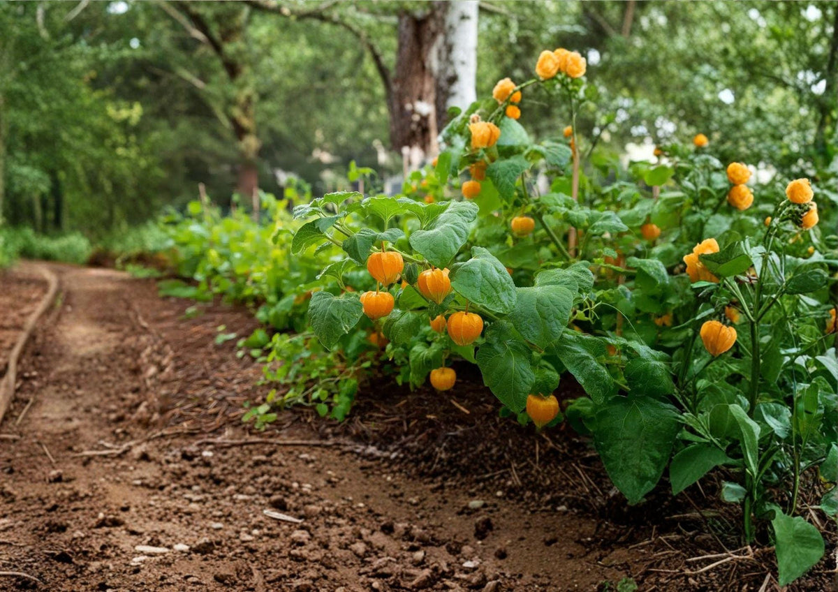 50+ Cape Gooseberry Seeds, Physalis peruviana, Heirloom Ground Cherry, Golden Berry Fruit Seeds for Garden Planting