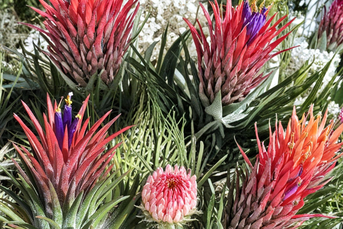 Tillandsia ionantha Seeds – Bromeliad Air Plant, Compact, Colorful Bracts, Ornamental, Tropical, Perennial, Indoor Plant Seed