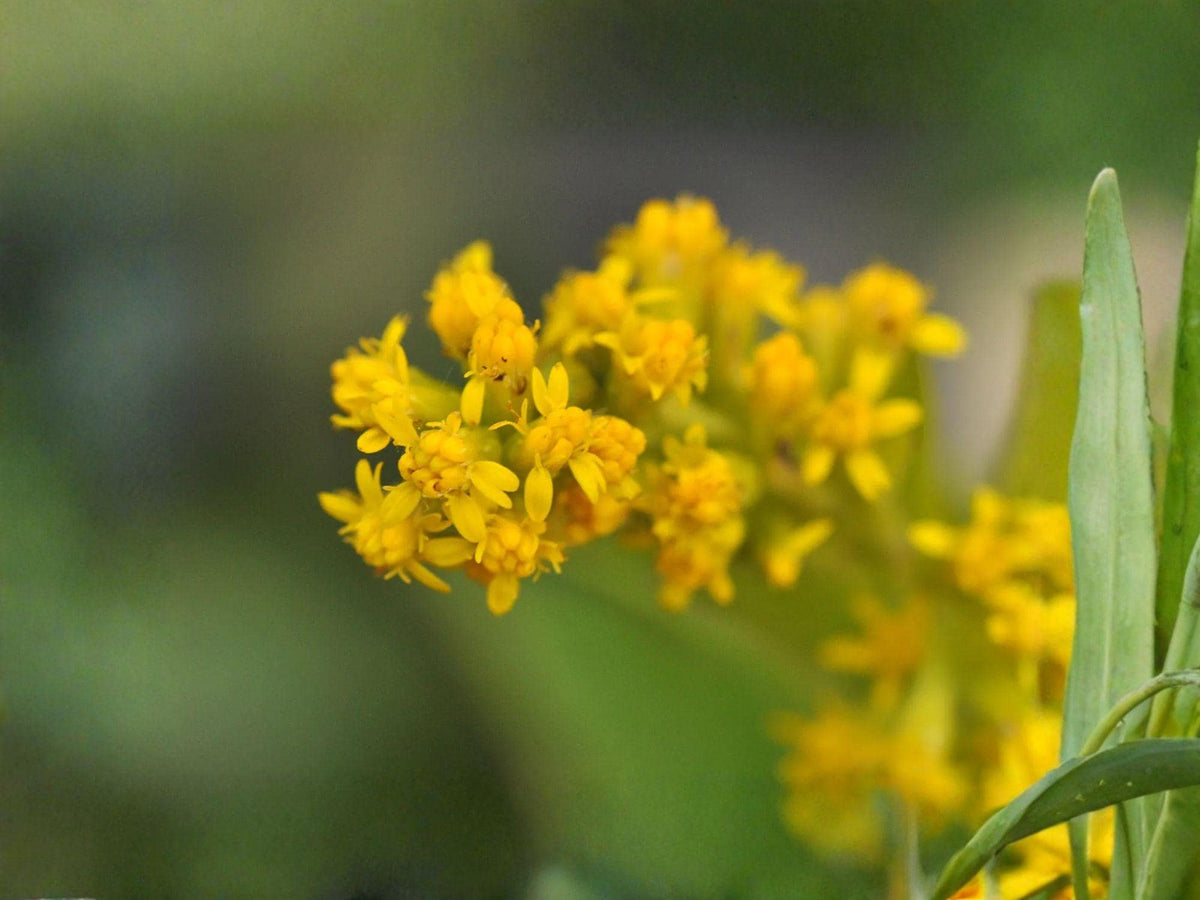 Elmleaf Goldenrod Seeds | Solidago ulmifolia Perennial Flower for Gardens & Natural Landscapes | 100 Seeds
