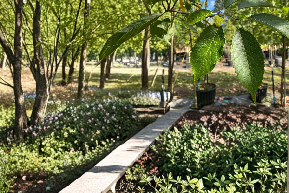 Hardy Rubber Tree Seeds, Eucommia ulmoides, Deciduous Shade & Ornamental Tree, Cold Hardy Landscape Plant