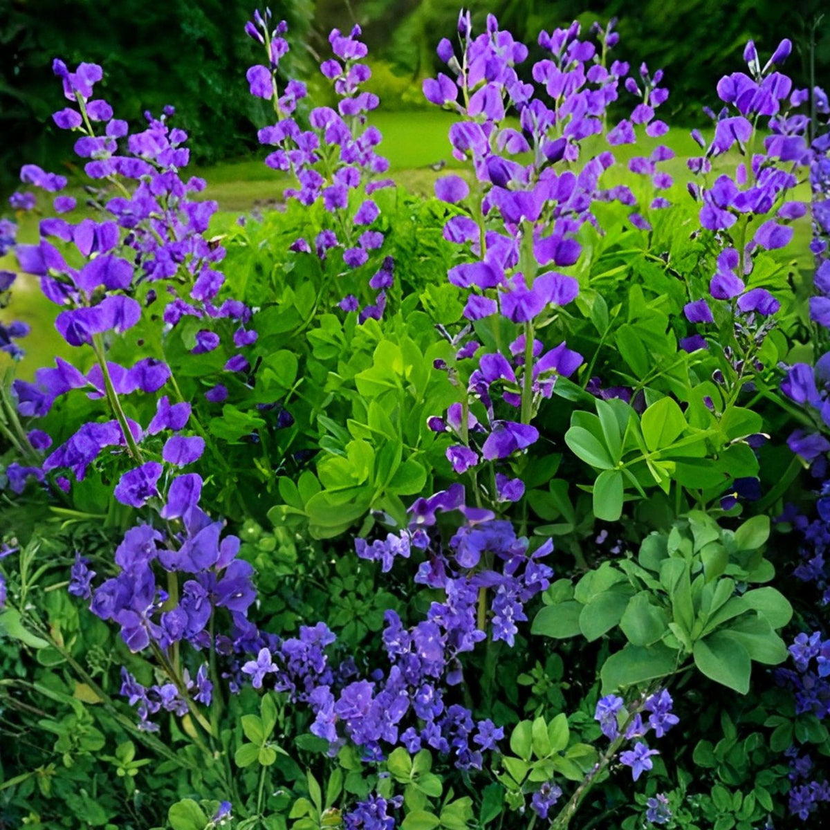 Blue Wild Indigo Seeds | Baptisia australis Perennial | Native Prairie Flowering Plant | Drought-Tolerant Blue Blooms 15 Seeds