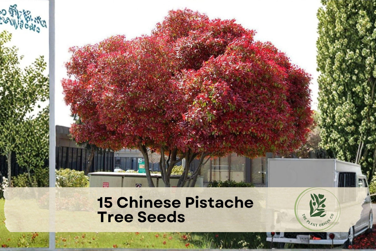Chinese Pistache Tree Seeds – Deciduous Shade Tree with Vibrant Foliage – Pistacia chinensis for Landscaping and Garden Planting