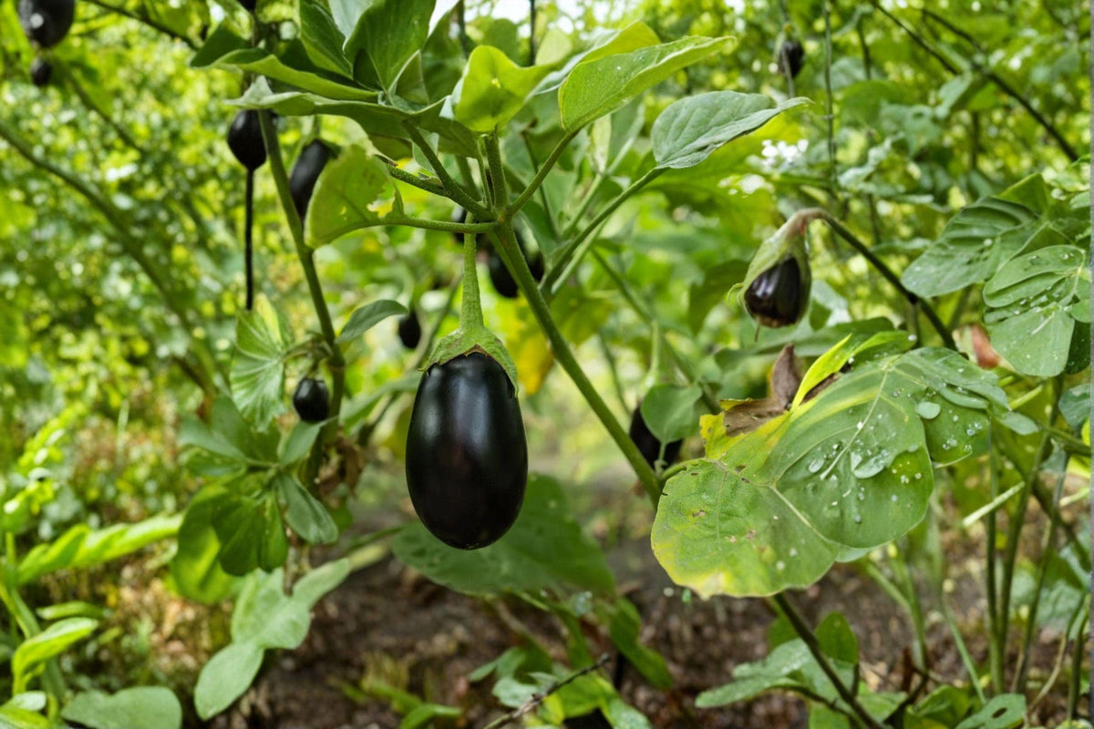 Black Beauty Eggplant Seeds – Organic Heirloom, High Yield, Large Dark Purple Fruits, Vegetable Garden Planting, Non-GMO