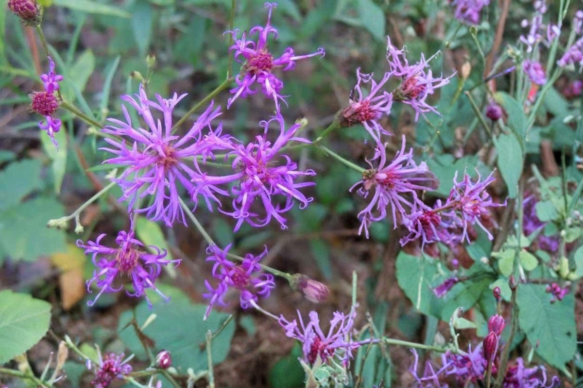 Narrow Leaf Ironweed Seeds – Vernonia angustifolia – Purple Wildflower Perennial for Prairie & Meadow Gardens