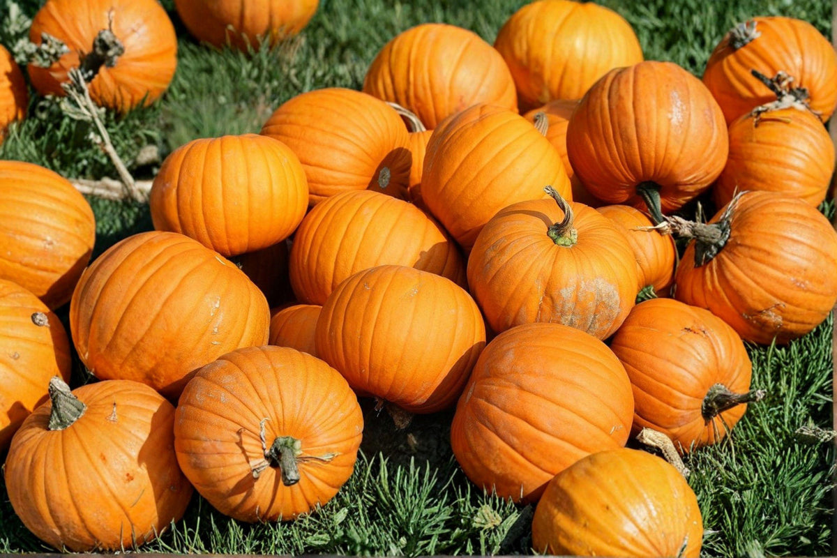 Heirloom Organic Sugar Pie Pumpkin Seeds for Baking, 20+ Seeds, Sweet Flesh, Heirloom Variety, Gardening, Cooking