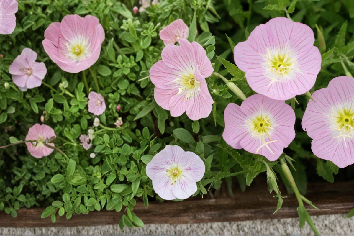 Showy Evening Primrose Seeds – Oenothera speciosa Perennial Pink & White Flowers Ground Cover Plant