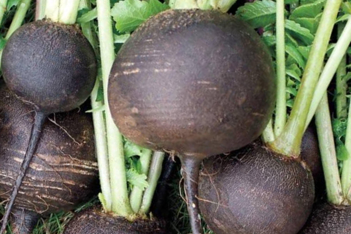 Black Spanish Round Radish Seeds, Heirloom Organic Winter Vegetable, Cool-Season Root Crop, Non-GMO, 100+ Seeds