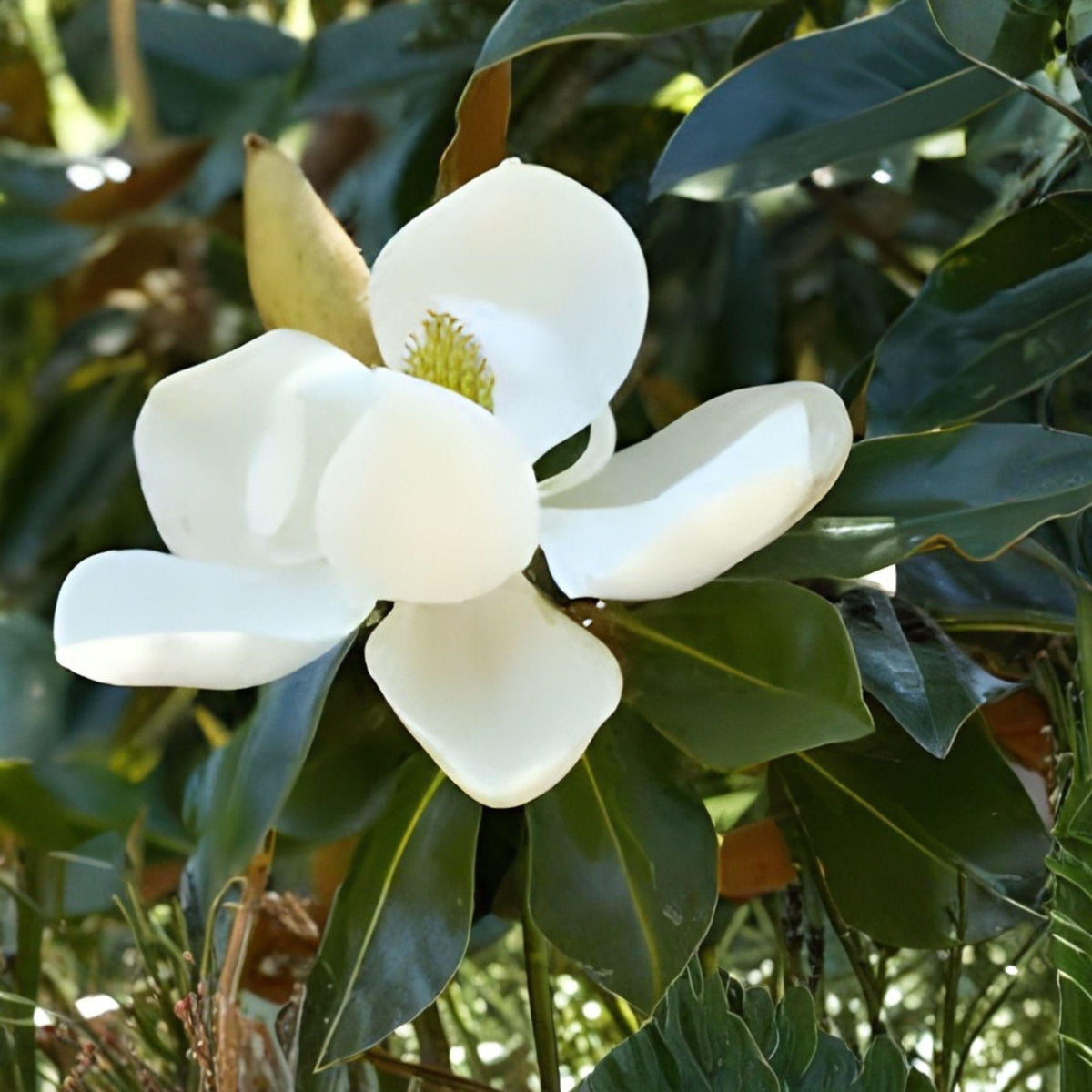 Southern Magnolia Cuttings | 8 Unrooted Woody Cuttings | Fragrant White Blooms, Evergreen Tree | Magnolia grandiflora