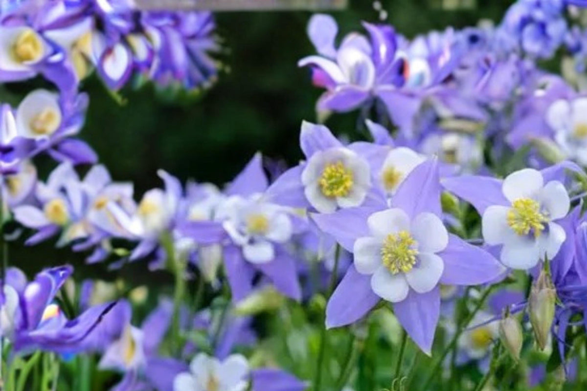 Blue Rocky Mountain Columbine Seeds – Aquilegia caerulea – Native Perennial with Blue and White Spurred Flowers for Gardens