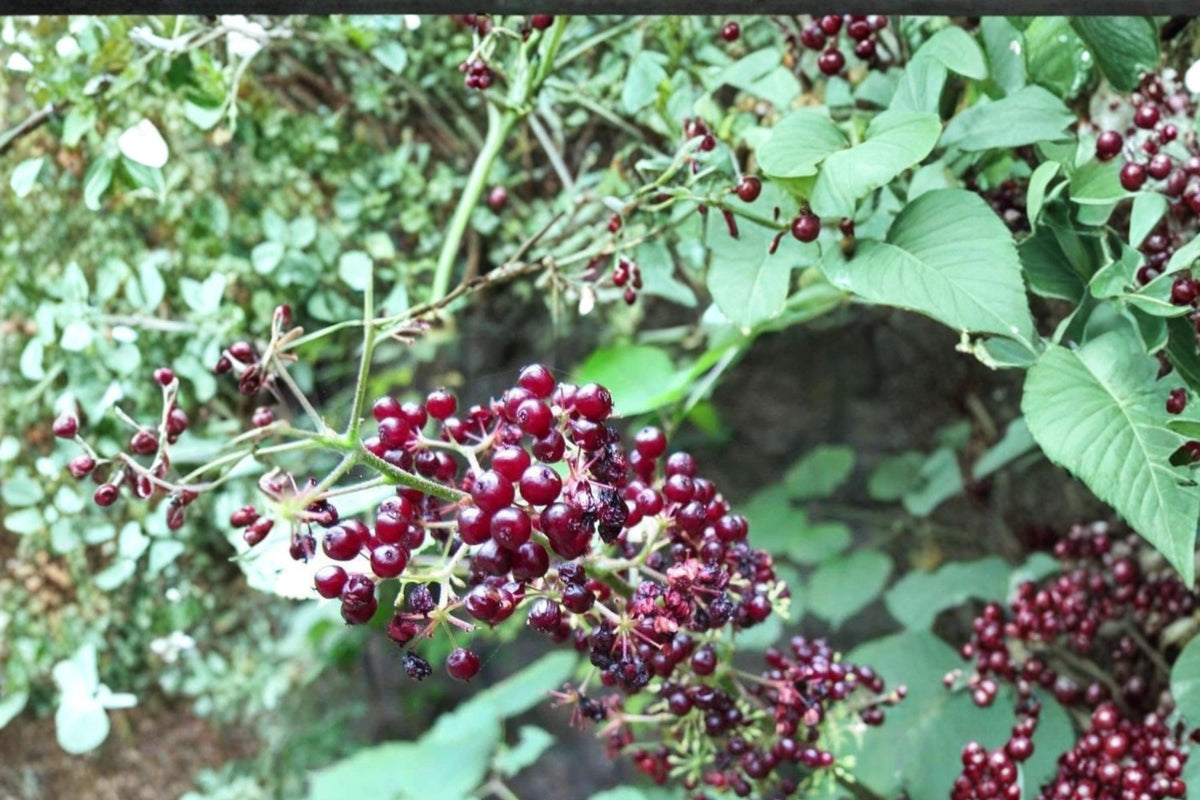 American Spikenard Seeds – Herbaceous Perennial with White Flowers & Berries – Aralia racemosa for Shade Gardens