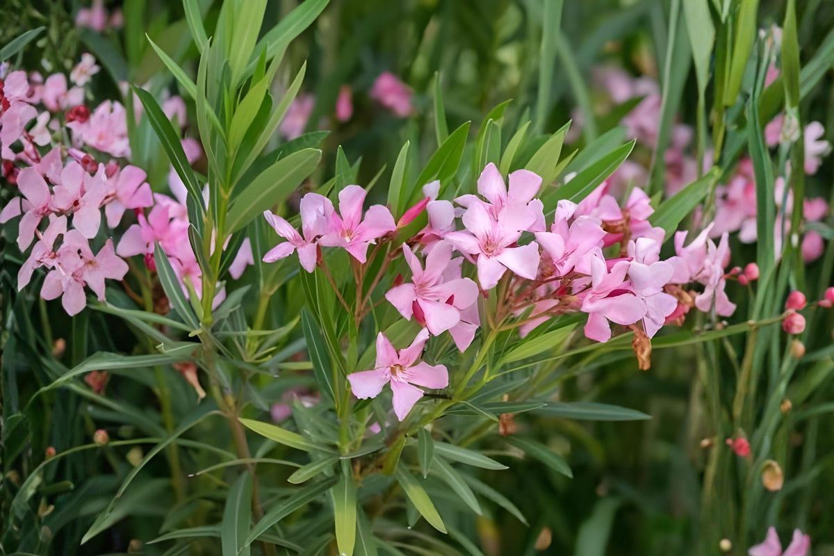 Oleander Seeds 75 Nerium oleander Flowering Shrub for Hedges & Landscape, Drought-Tolerant Ornamental Plant
