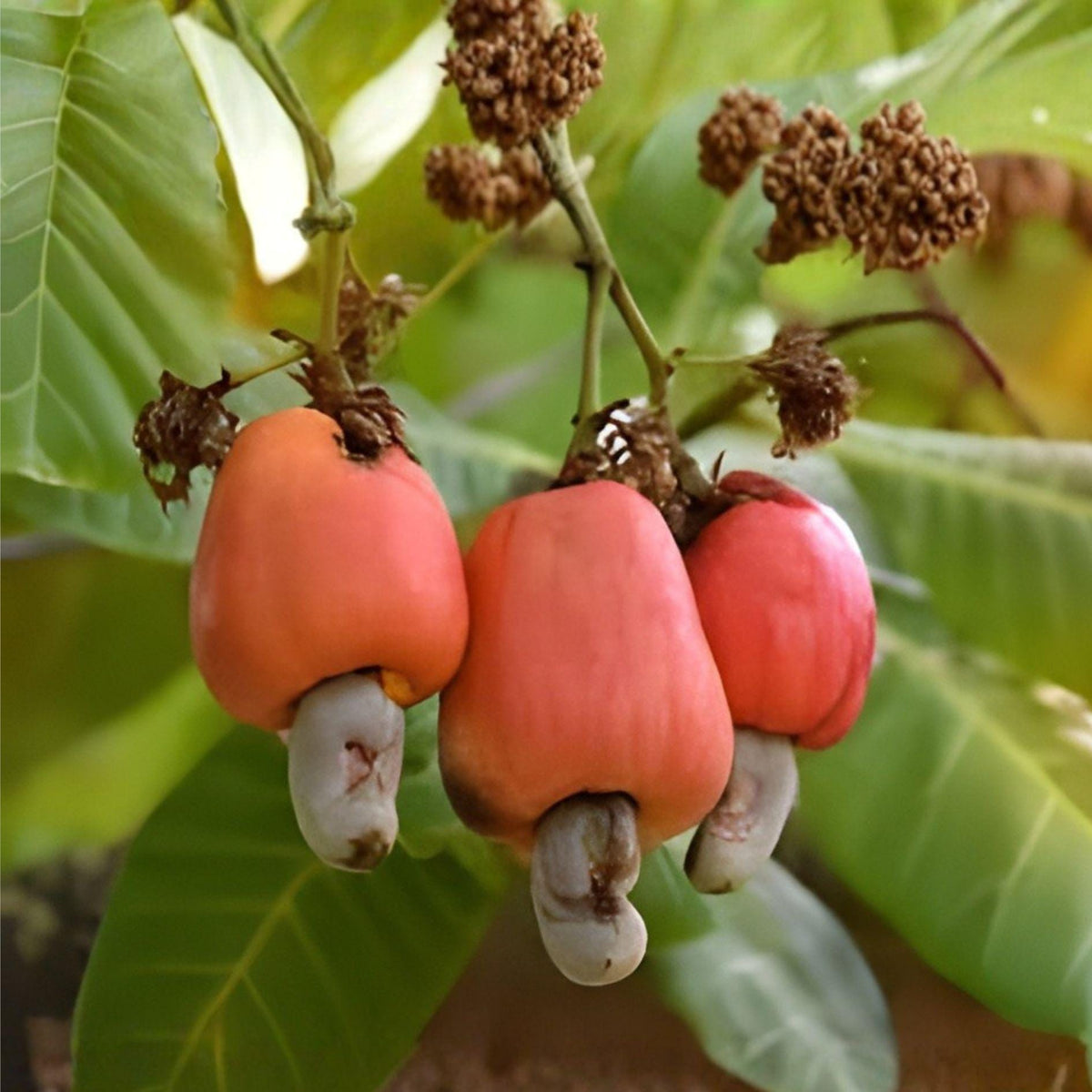 Cashew Tree Seeds – Anacardium occidentale Tropical Fruit Plant, Exotic Garden Seeds for Growing Cashew Nut & Apple