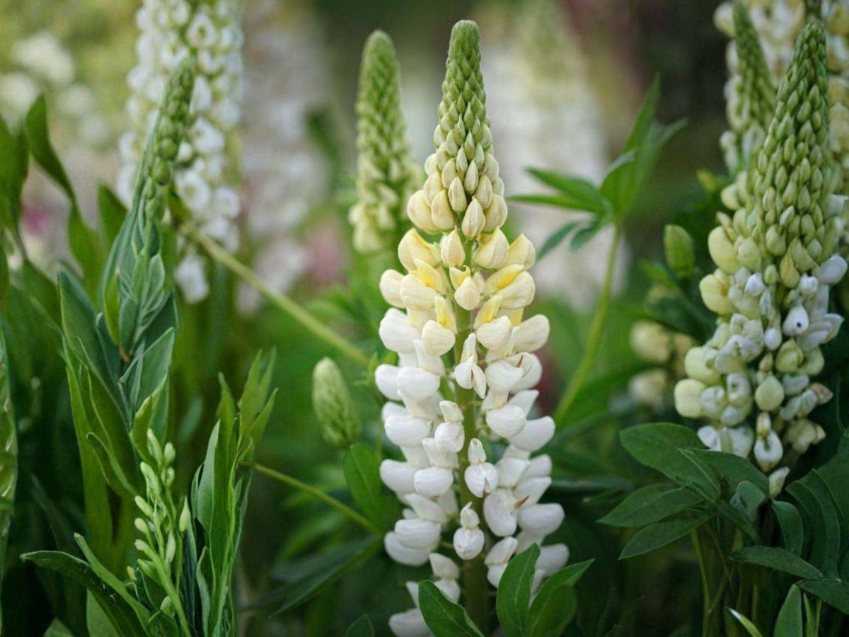 Lupine Russell White Seeds – Heirloom Non-GMO Flower for Cottage Garden, Perennial, White Blossom, Lupinus polyphyllus
