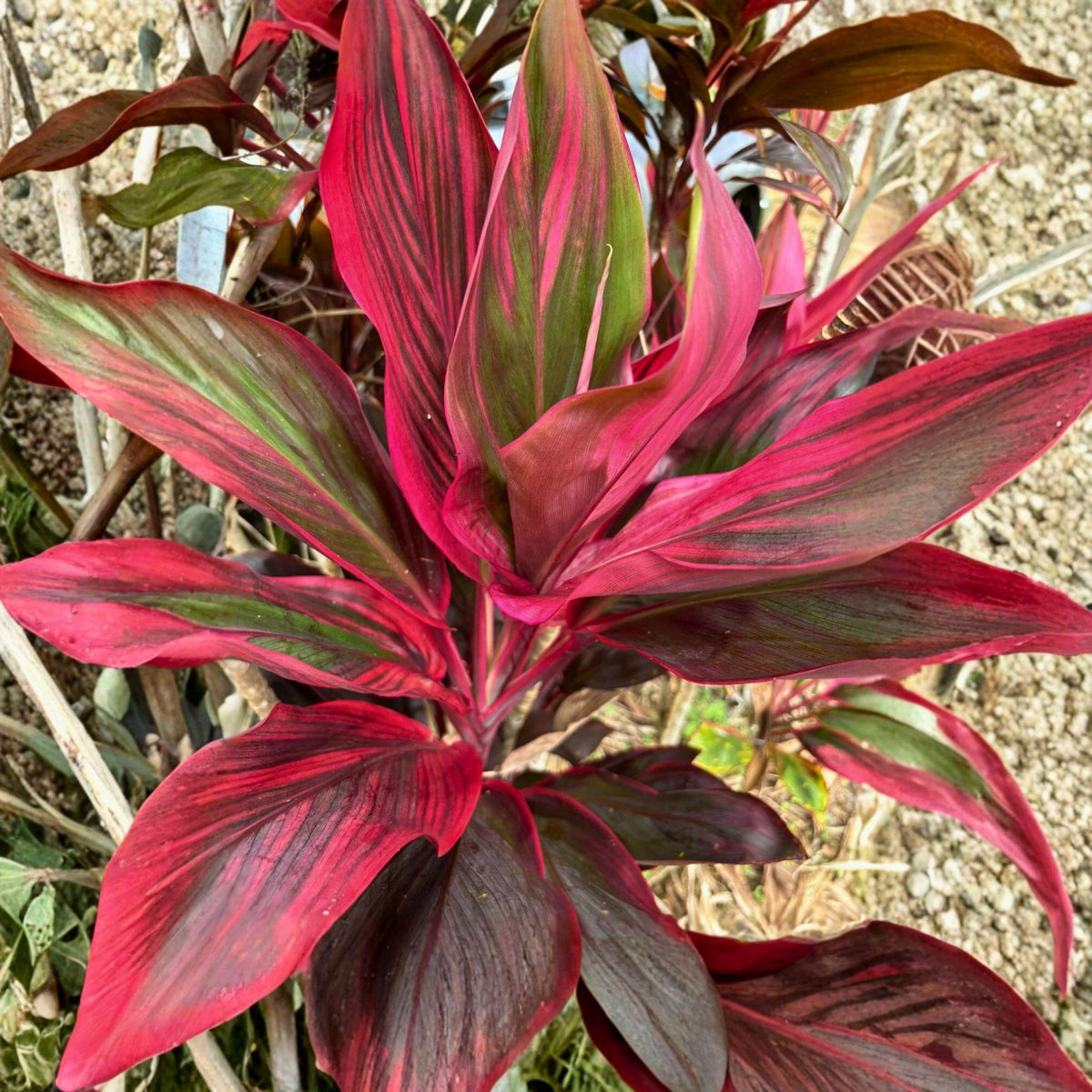 Cordyline fruticosa Ti Leaf Cuttings – Green Pink Red Hybrid Tropical Foliage Starter, Unrooted Log Cuttings for Propagation