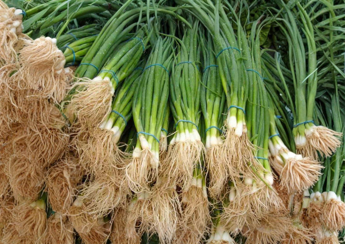 Tokyo Long White Bunching Onion Seeds – Heirloom Green Onion, Scallion, Mild Flavor, Vegetable Seeds for Garden Planting