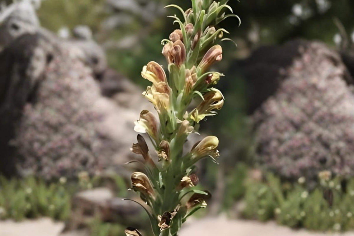 Giant Lousewort Seeds (Pedicularis procera) Native Wildflower for Pollinators & Biodiversity Gardens, 100 Seeds