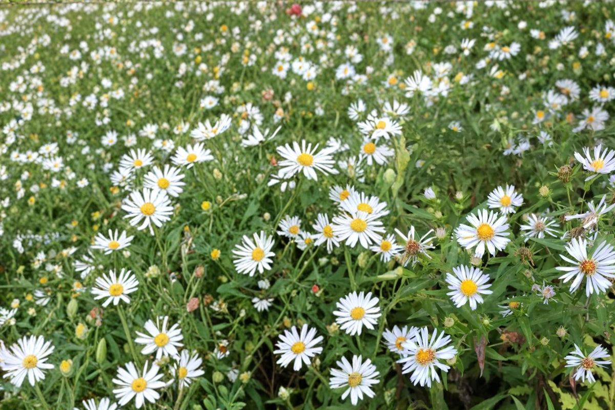 Shining Aster Seeds 100 Pack – Symphyotrichum firmum Native Perennial with Pale Lavender to Blue Flowers for Wildflower Gardens