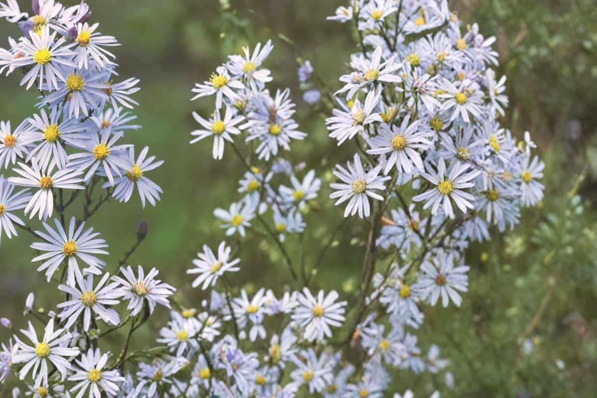 Sky Blue Aster Seeds – Symphyotrichum oolentangiense, Native Perennial with Blue Flowers, 100 Seeds