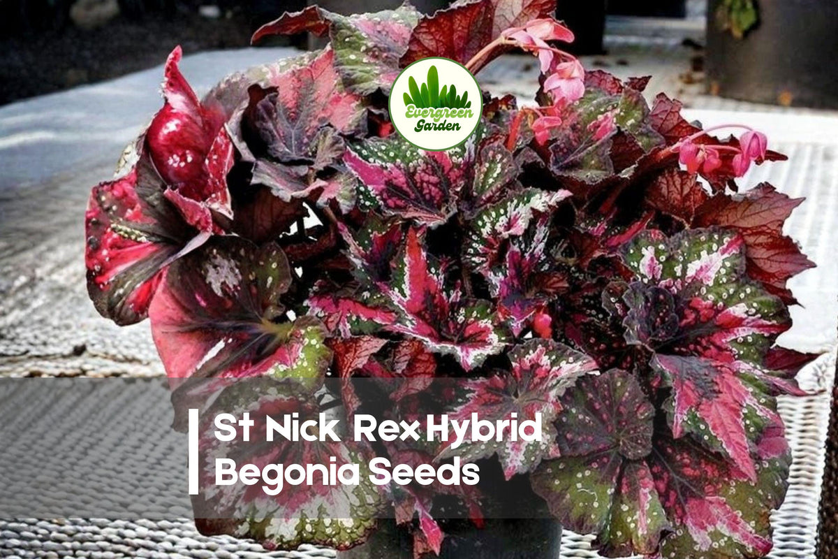 25 St Nick Rex Hybrid Begonia Seeds – Foliage Plant for Shade Gardens, Containers, Indoor Displays – Begonia rex hybrid