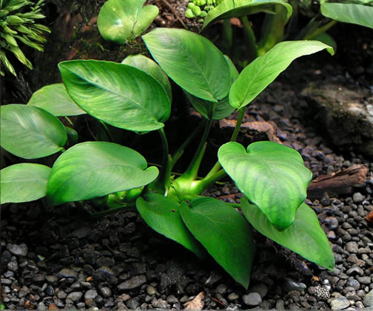 Live Anubias Barteri Aquarium Plant – Low Light, Freshwater, Easy Care Rhizome for Aquascape
