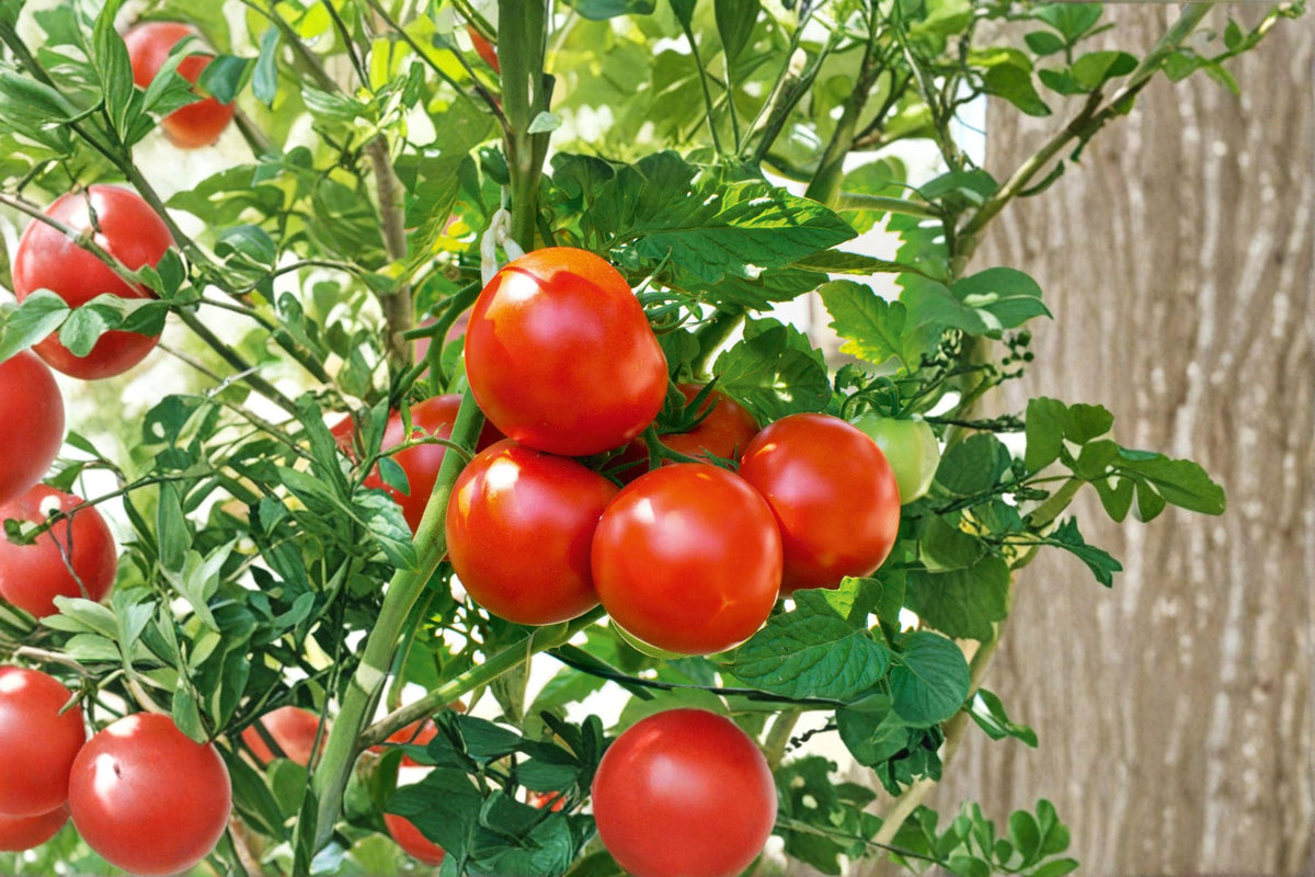 Moneymaker Heirloom Tomato Seeds – High Yield, Smooth Red Fruit, Indeterminate, Non-GMO, 10+ Seeds