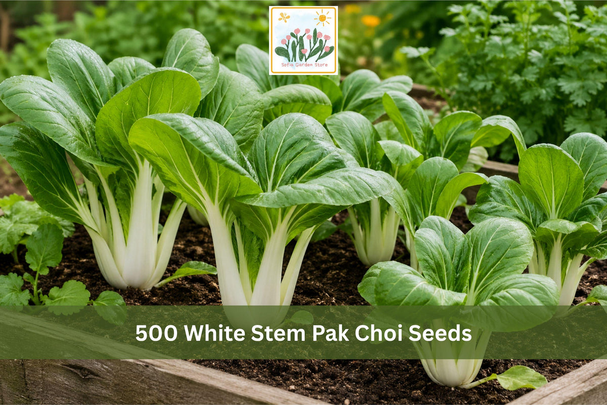 500 White Stem Pak Choi Seeds | Asian Leafy Green Vegetable for Garden Beds & Containers | Brassica rapa subsp. chinensis