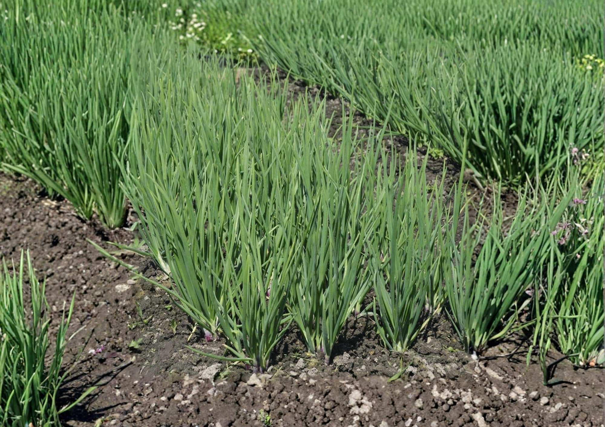 250+ Ishikura Winter Long Onion Seeds – Heirloom Bunching Scallion Seeds for Cold Hardy Garden Planting, White Stalks, Vegetables