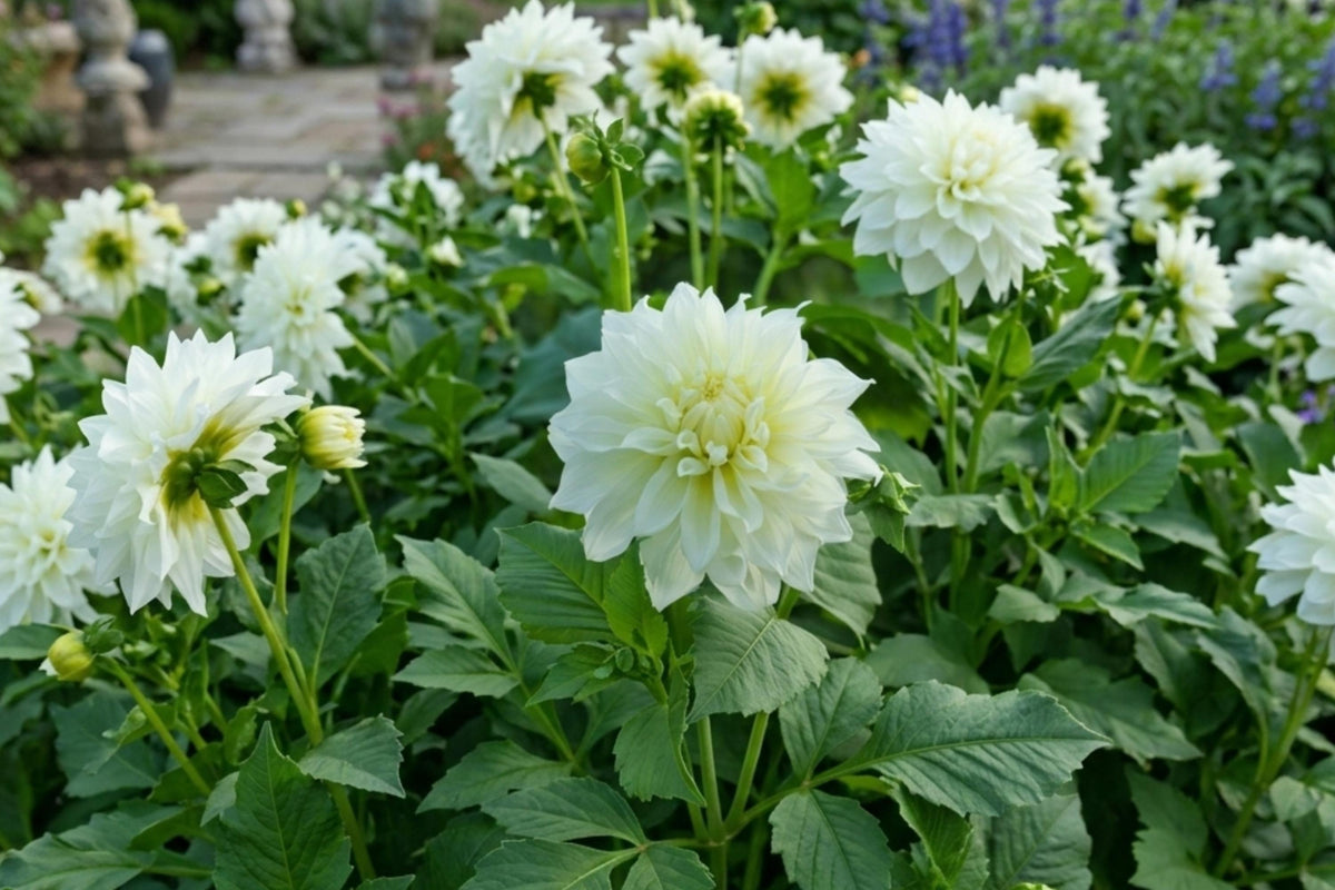 GO GO WHITE Dahlia Flower Bulb – Decorative Border Plant for Gardens, Dahlia pinnata, White Flowers, Easy to Grow