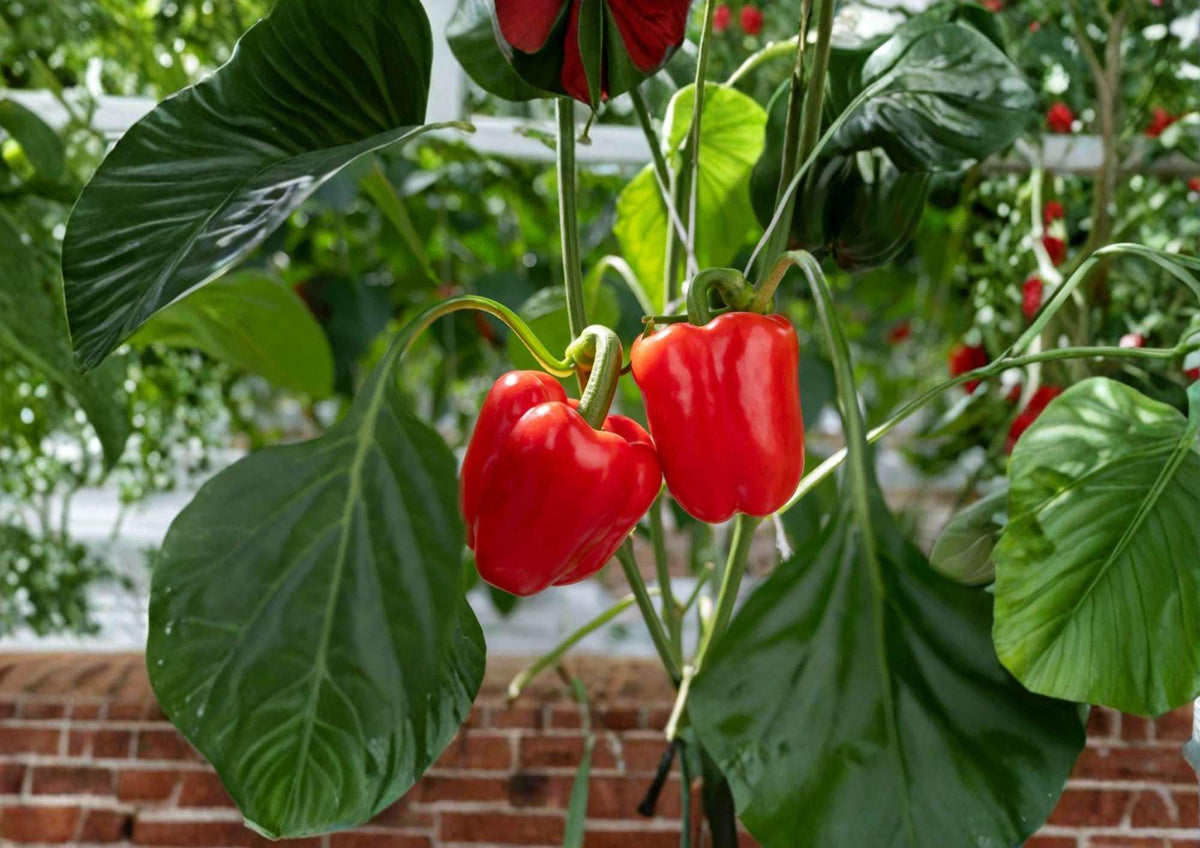 Giant Red Bell Pepper Seeds - Heirloom Non-GMO Sweet Pepper for Garden, Large Blocky Red Fruits, High Yield, Fresh Variety