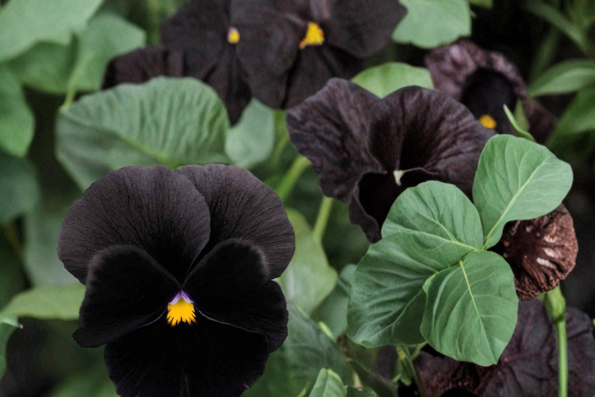 Black Pansy Seeds – Viola tricolor Dark Flower, Flowering Plant for Garden Beds & Containers, Cool-Season Annual