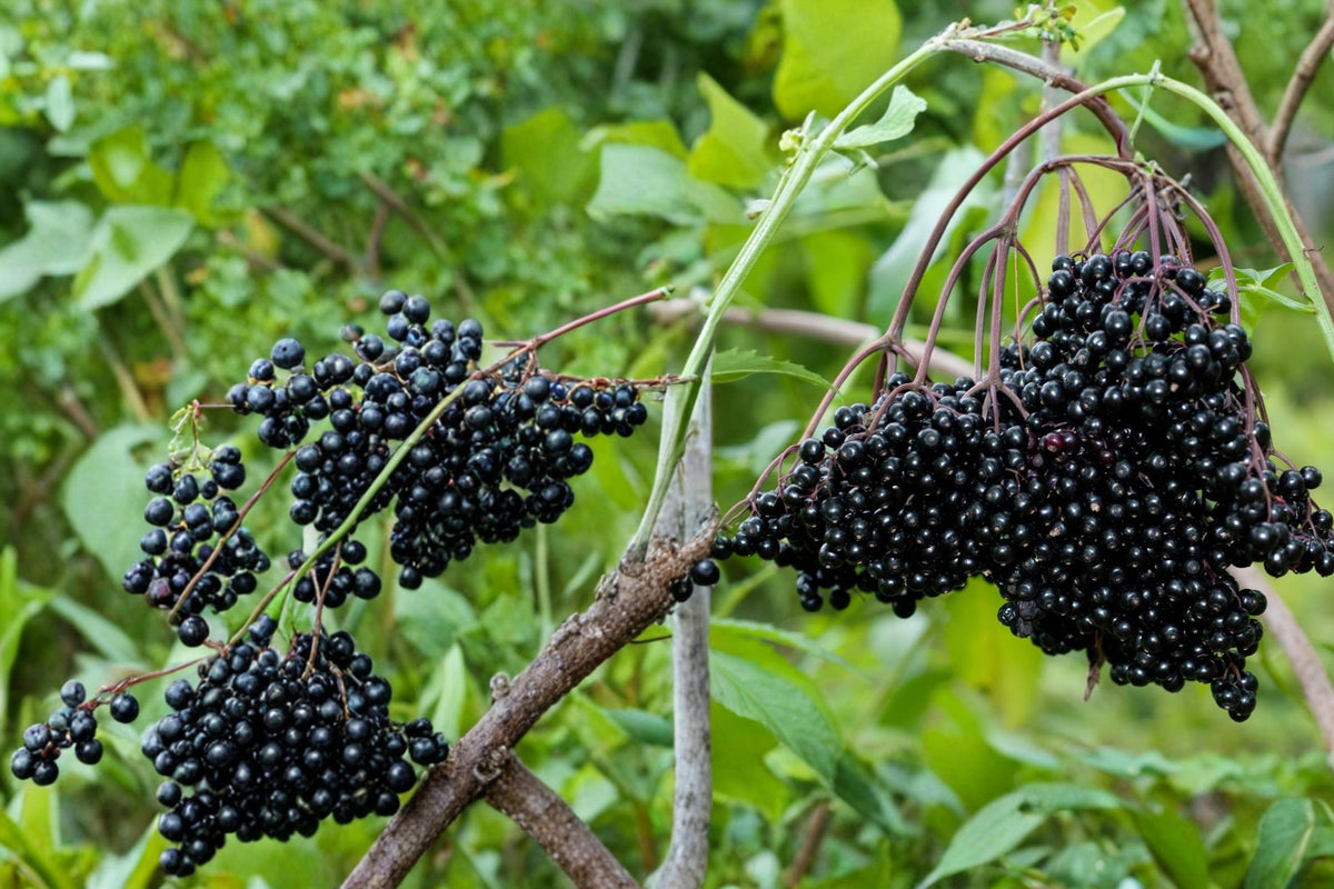 Black Elderberry Cuttings – Sambucus nigra Fruit Shrub for Planting, Berry Plant, Outdoor Garden