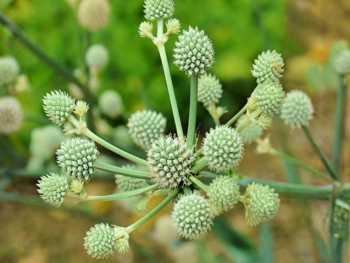 Eryngium yuccifolium Rattlesnake Master Seeds – Heirloom Non-GMO Pollinator Wildflower Seeds for Native Gardens
