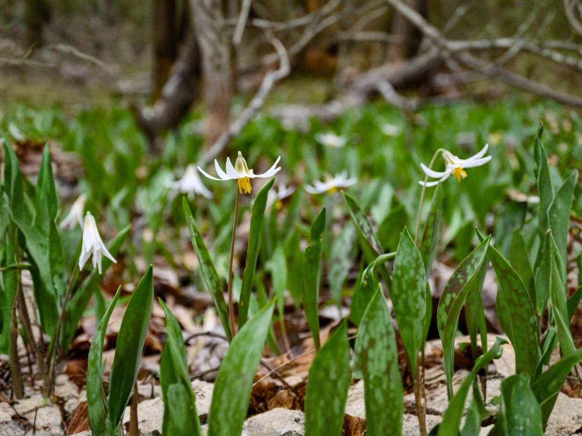 White Trout Lily Seeds | Erythronium albidum | Woodland Flower for Shade Gardens & Natural Landscapes