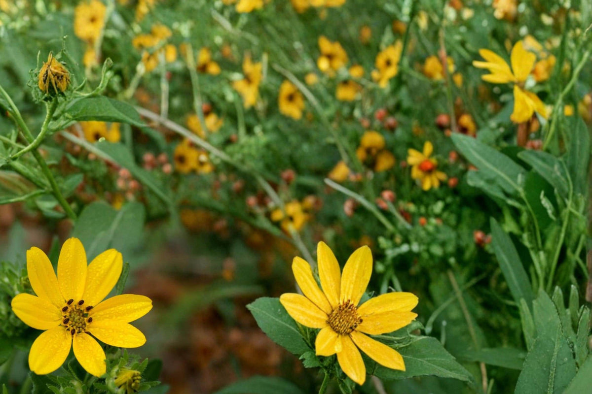 Engelmann Daisy Seeds – 50 Herbaceous Perennial Wildflower – Bright Yellow Flowers – Engelmannia peristenia for Prairie & Meadow Gardens