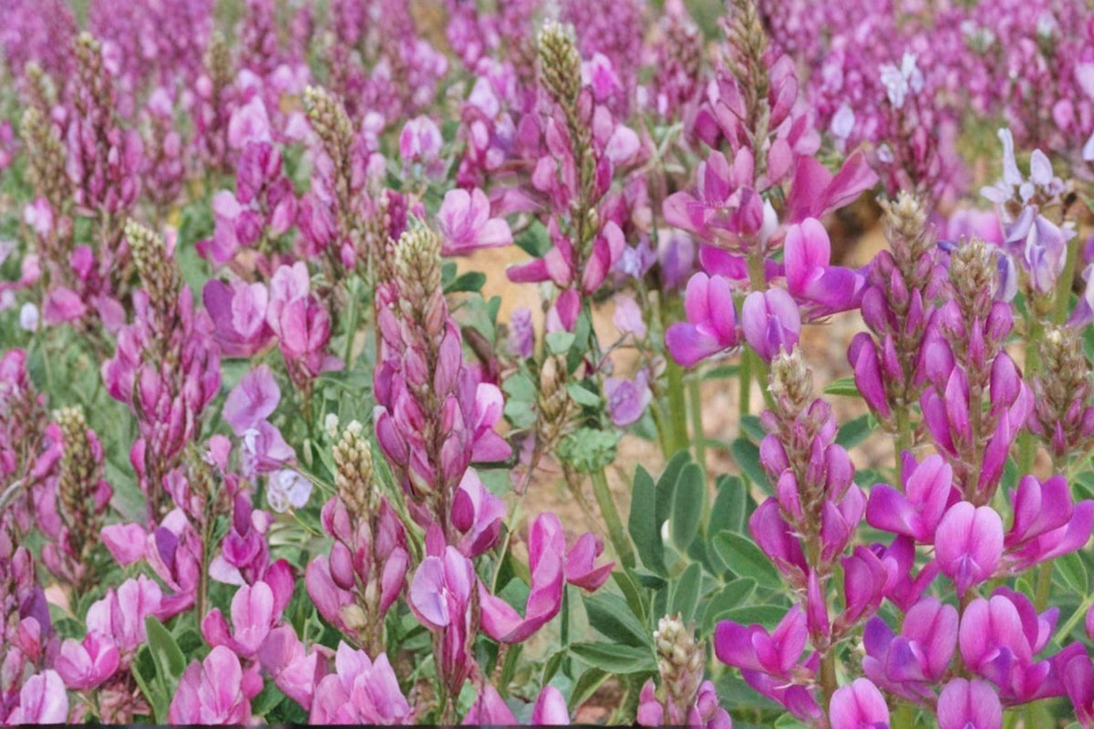 Utah Sweetvetch Seeds 25 Pack – Hedysarum boreale Perennial Wildflower Pink to Purple Legume for Dry Landscapes