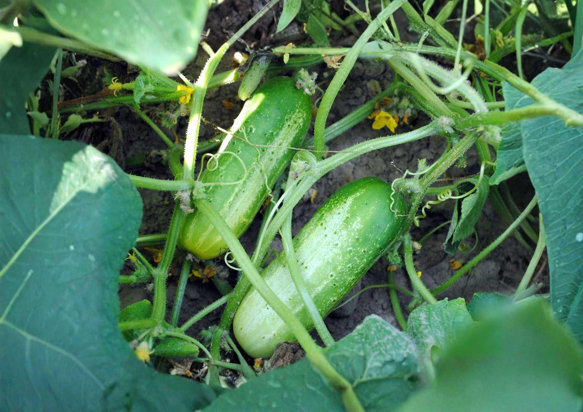 30+ Parisian Gherkin Cucumber Seeds, Heirloom, Small Pickling Cucumbers, AAS Winner, Crisp Flavor, High Yield, Garden Planting