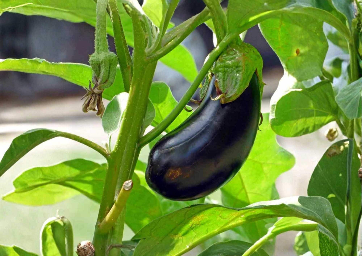 Black Beauty Eggplant Seeds – Heirloom Organic Non-GMO Vegetable Seeds for Garden Planting, Dark Purple Fruit