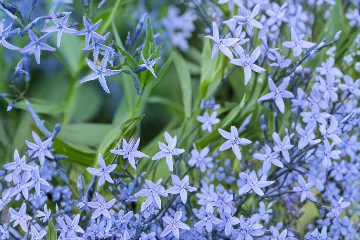 Ozark Bluestar Seeds – Amsonia illustris Herbaceous Perennial for Borders & Meadows, Blue Star-Shaped Flowers, 10 Seeds