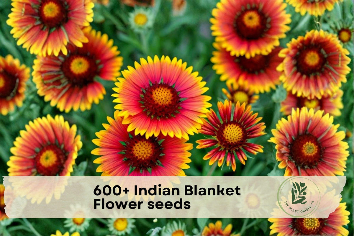600+ Indian Blanket Flower Seeds, Gaillardia pulchella, Bright Red, Orange & Yellow Blooms, Pollinator Attracting, Easy to Grow