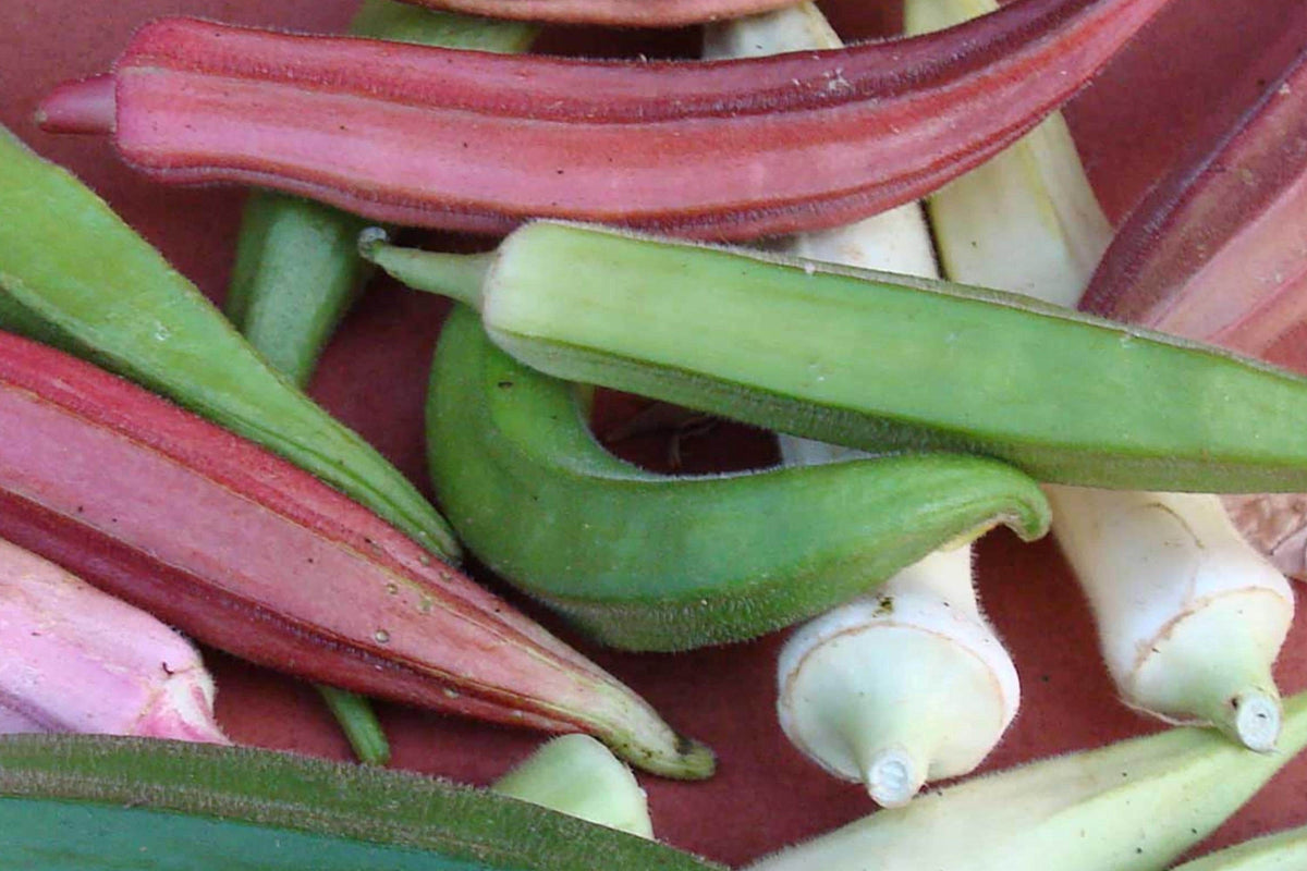 Rainbow Fiesta Okra Seeds – Heirloom Organic Non-GMO High Yield Colorful Pods for Garden, Full Sun, Hot Climates