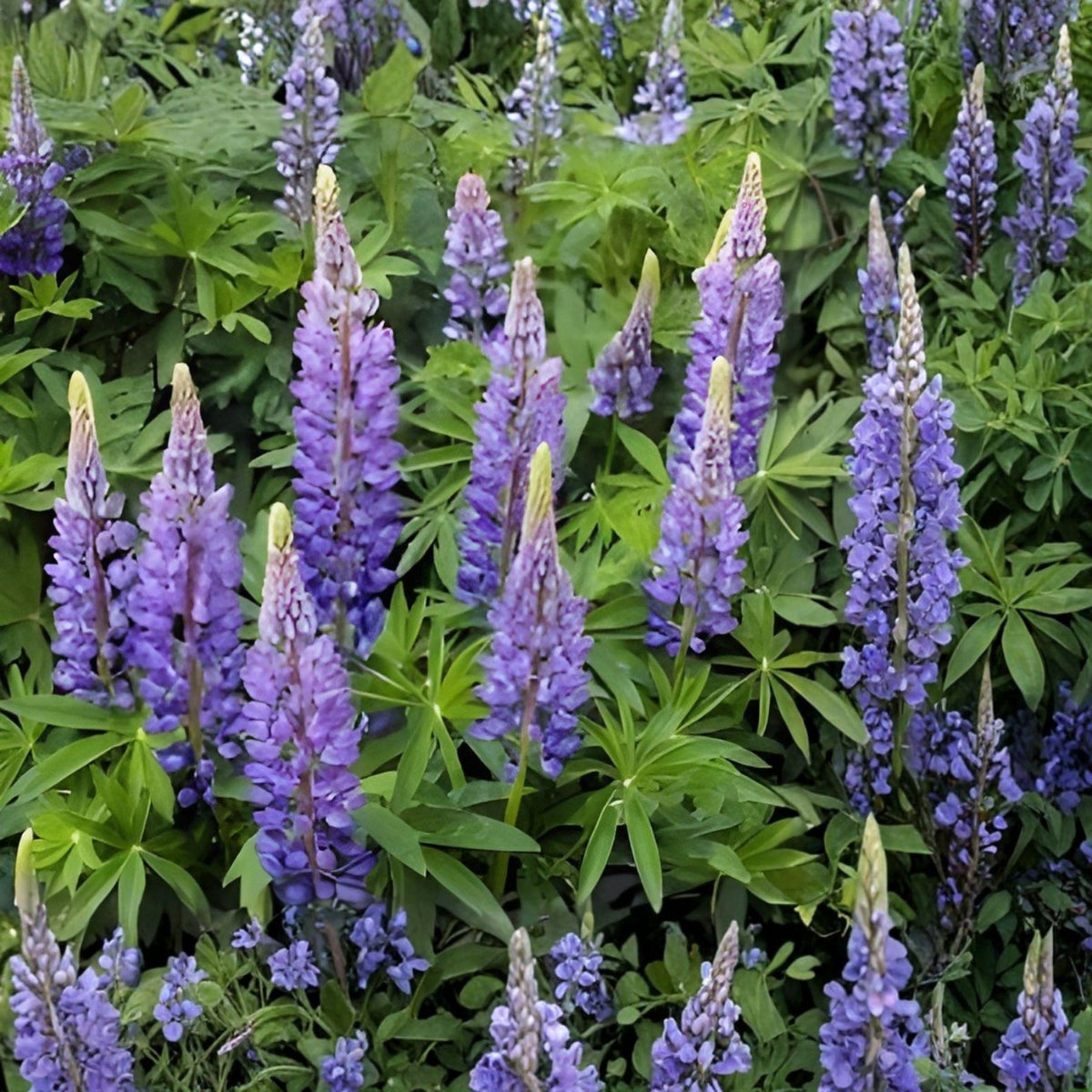 Blue Lupine Seeds – Perennial Wildflower for Native Gardens, Meadows, Pollinator-Friendly Landscaping – Lupinus perennis