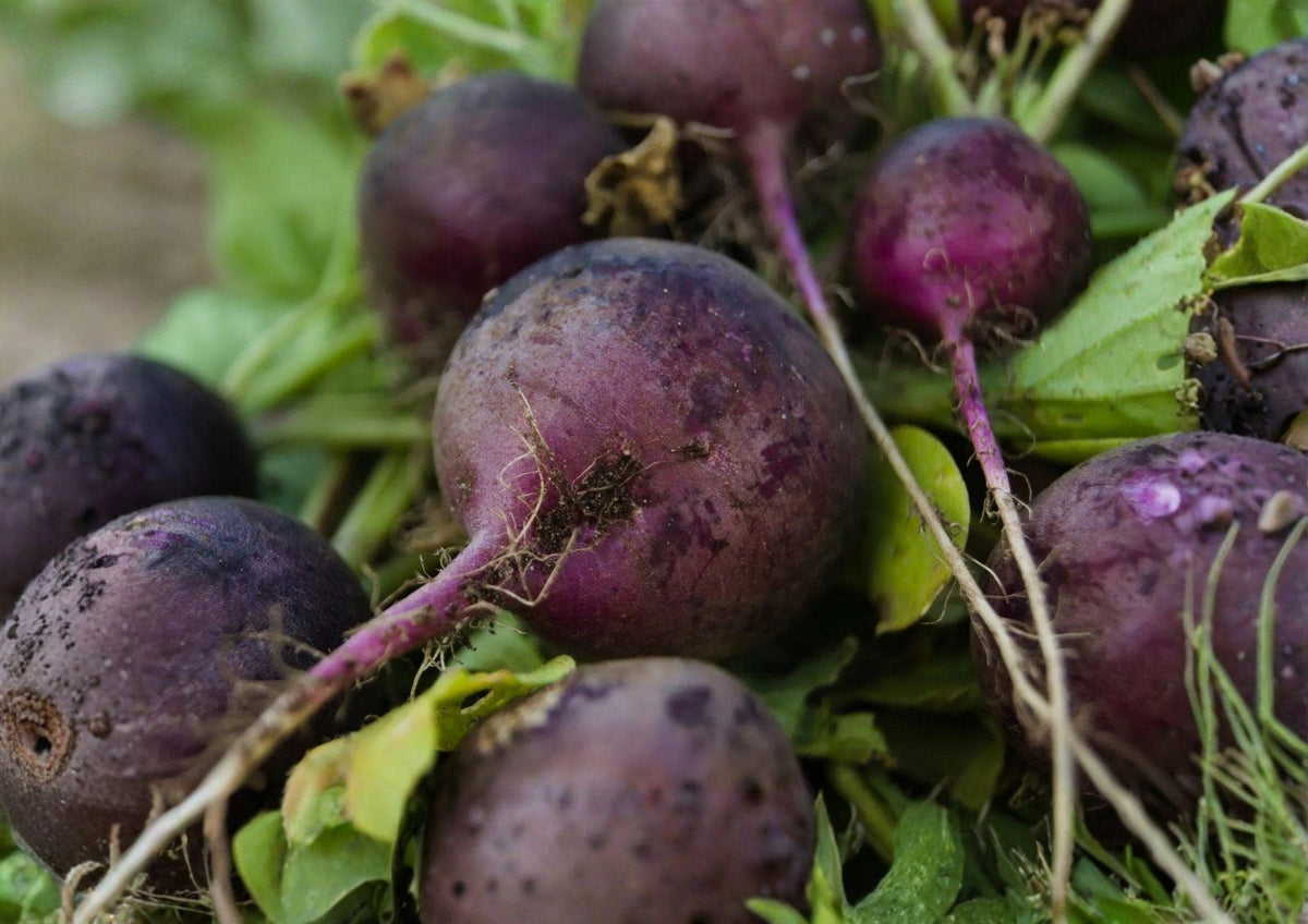 300+ Purple Plum Radish Seeds – Heirloom Non-GMO Vegetable Seeds for Garden Planting, Round Purple Roots, Fast-Growing, Crisp, Mild Flavor